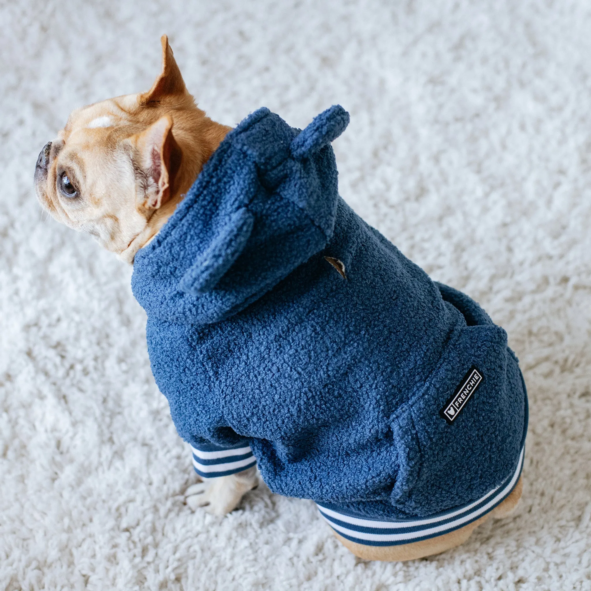 Frenchie Dog Hoodie - Blue Teddy